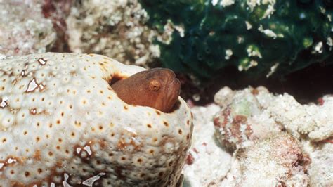 pearl fish